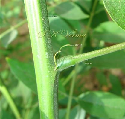  Stipules